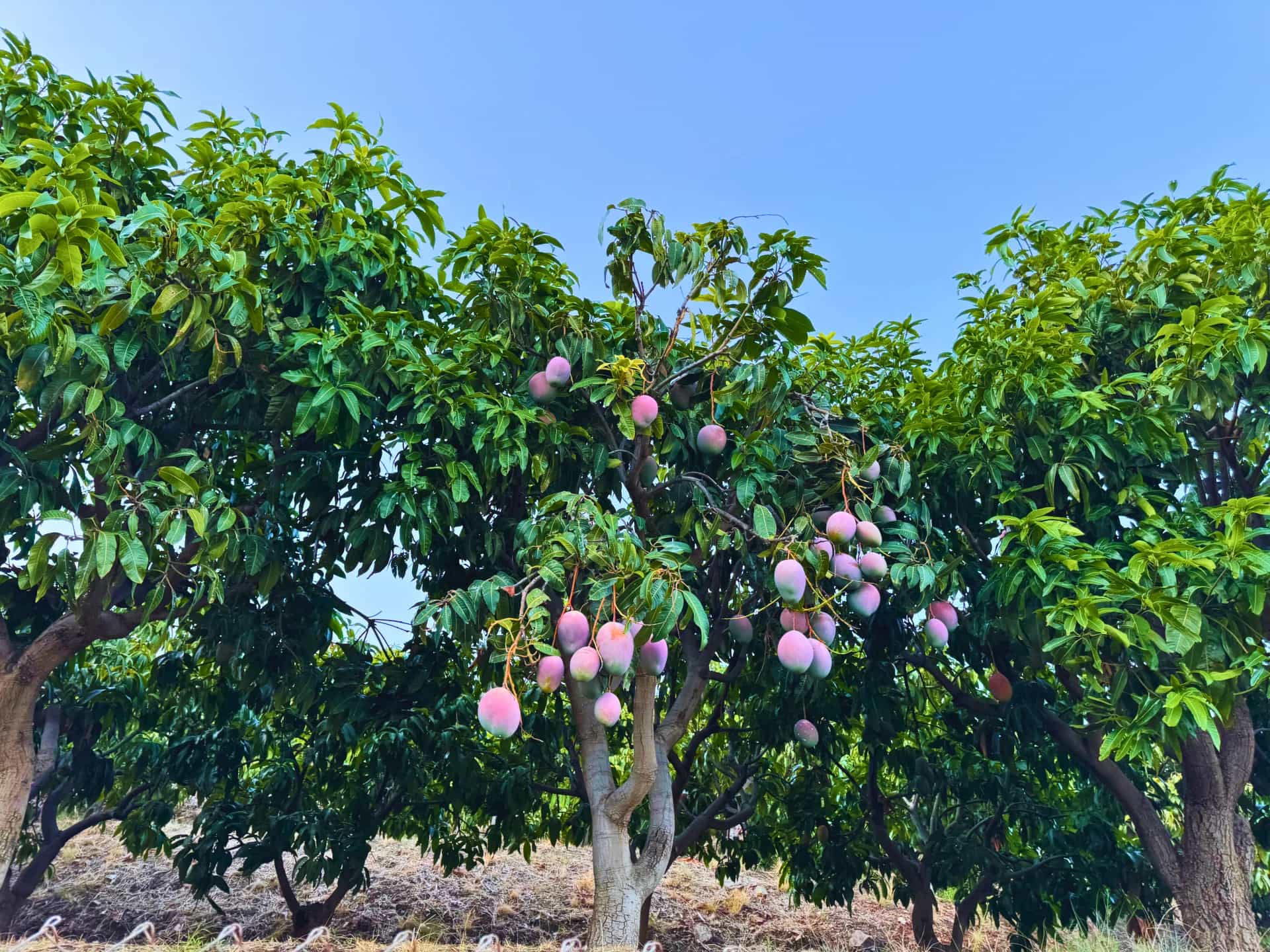Árbol de mango cargado de frutos rosados en la finca El Lucero