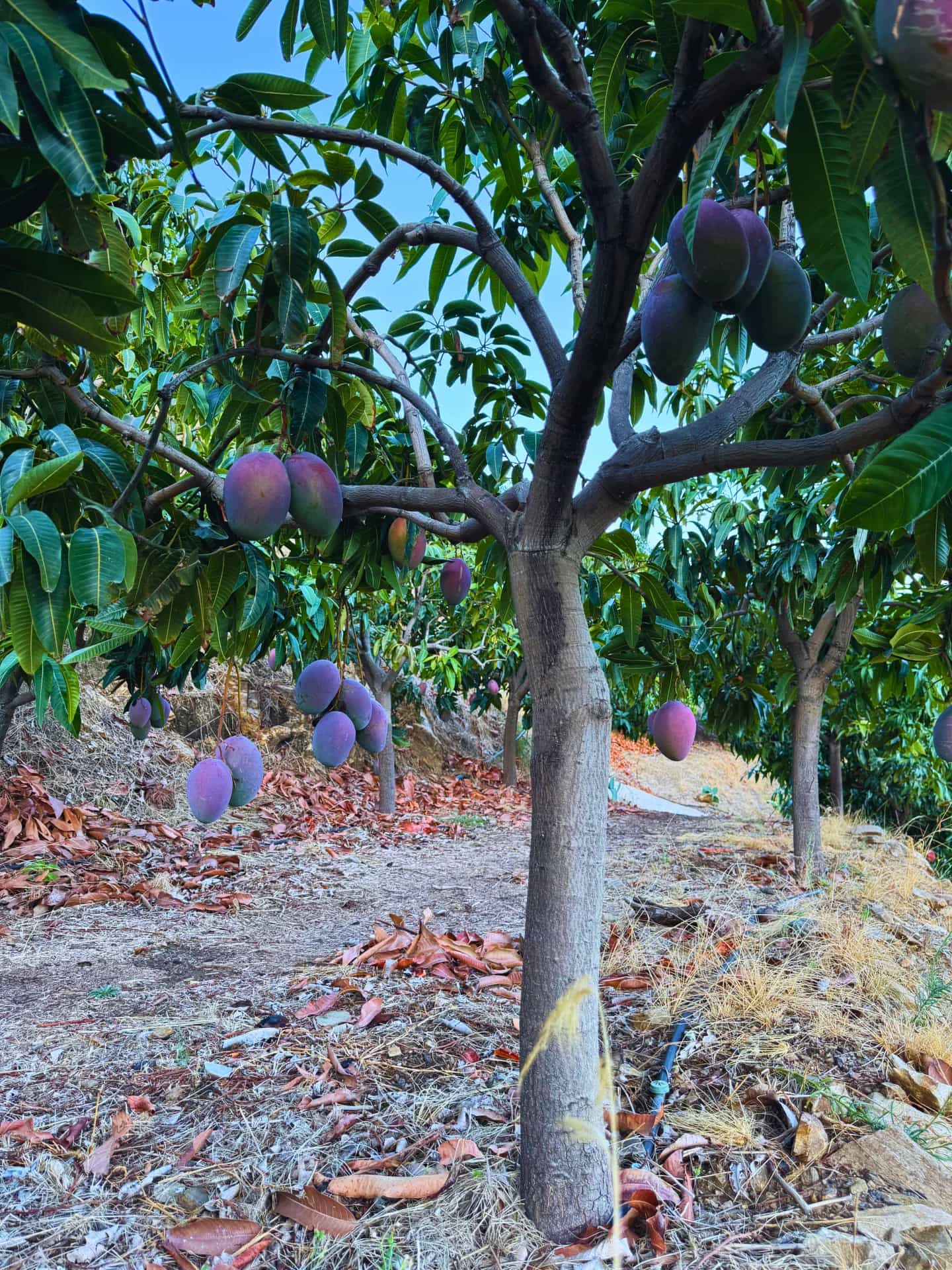 Árbol completo de mango Osteen en la finca El Lucero de la Costa Tropical