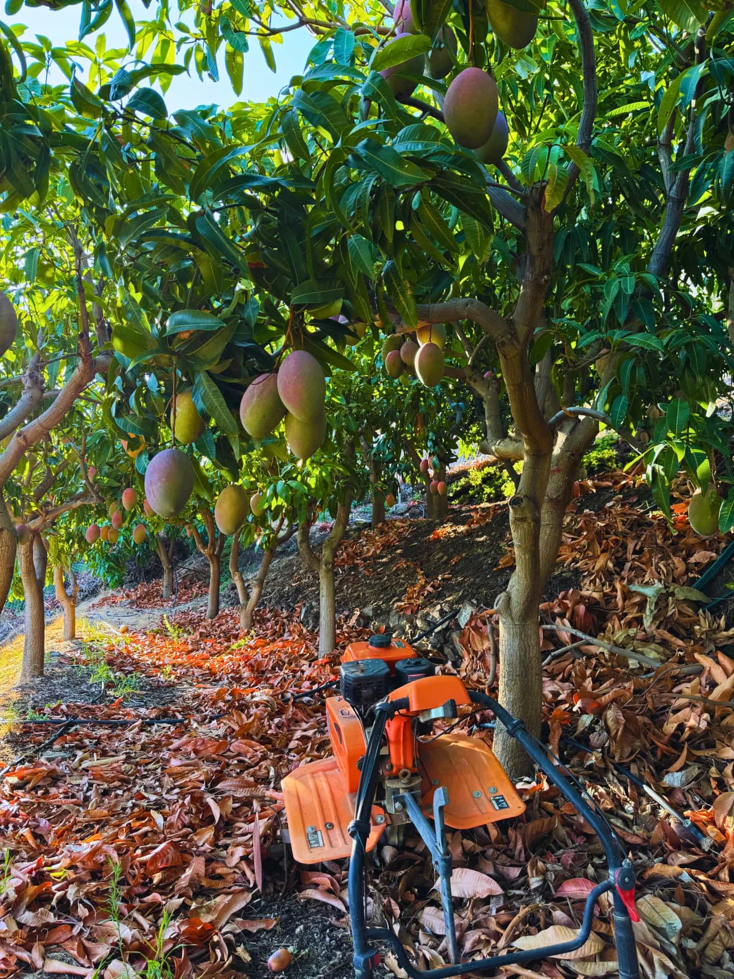 Árboles de mango con abundancia de frutos en temporada de cosecha