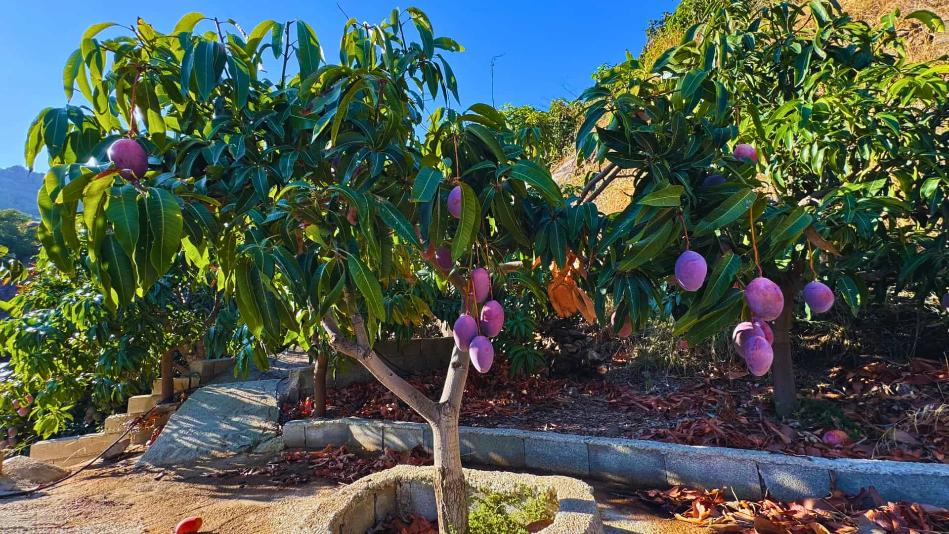 Árboles de mango cargados de frutos junto al sistema de riego de la finca