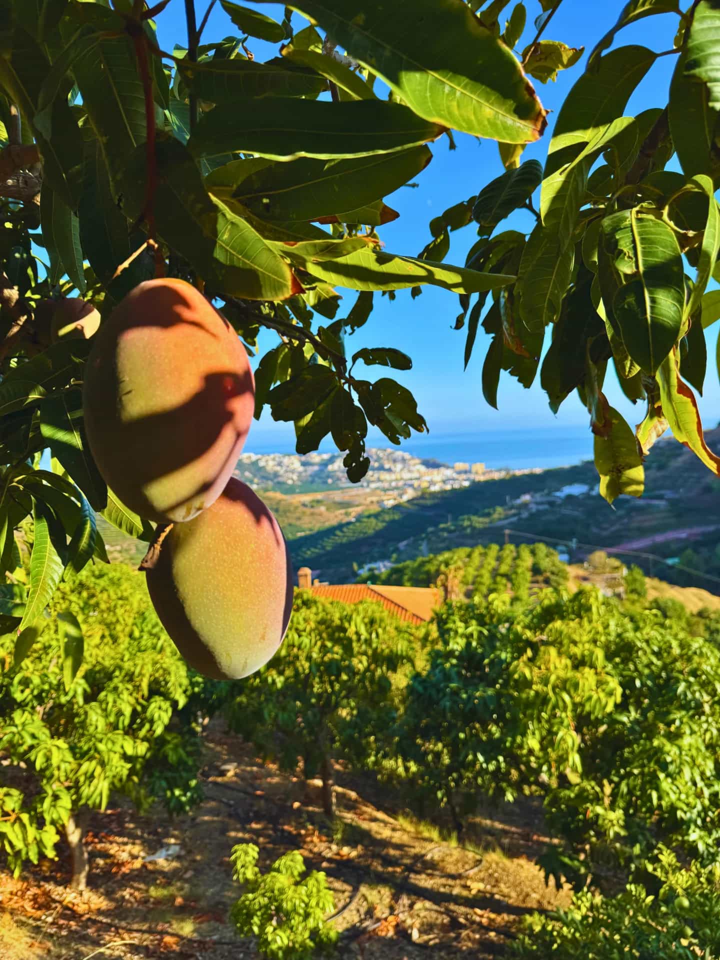 Dos mangos Osteen colgando del árbol en la finca El Lucero