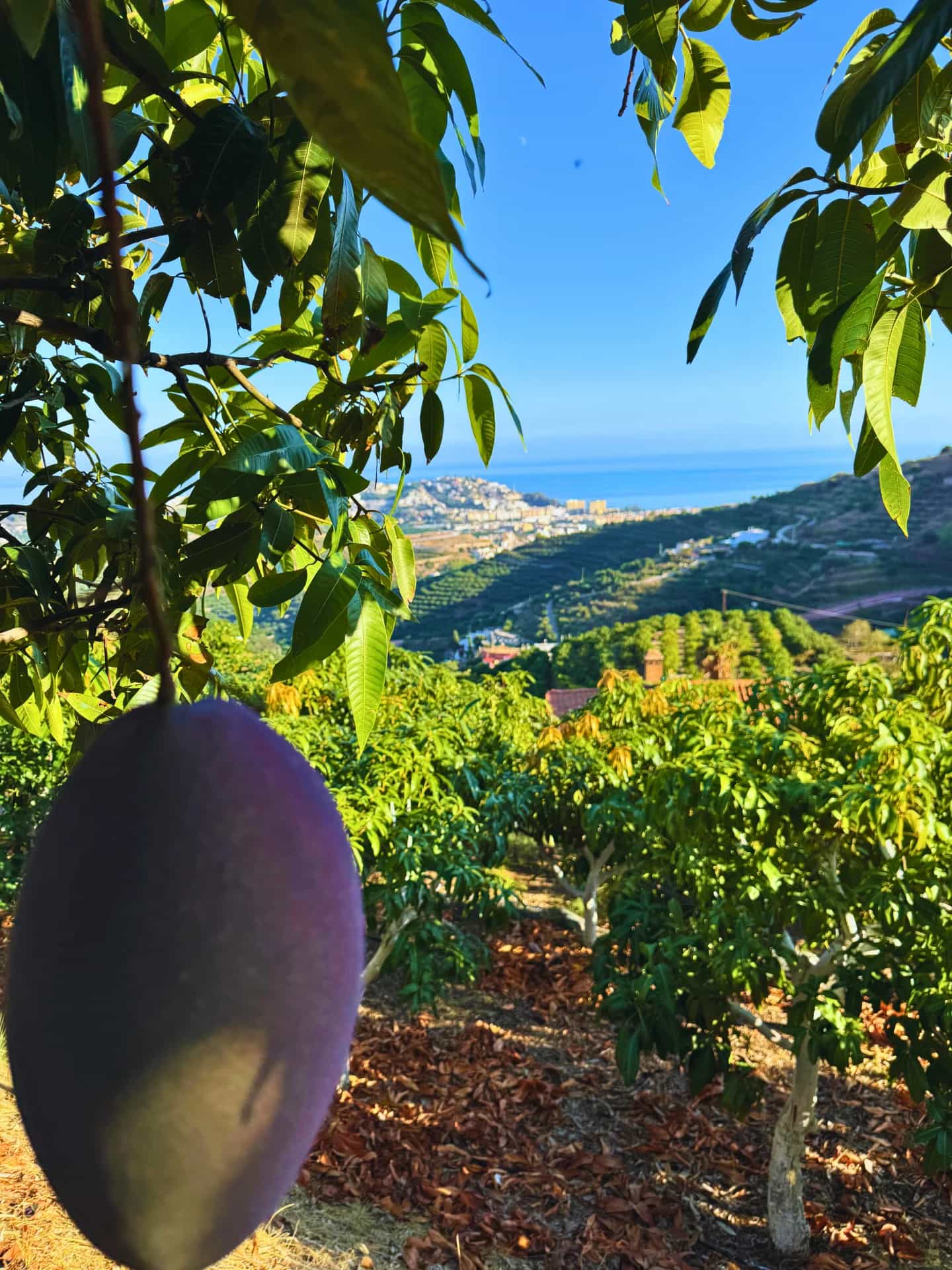 Vista vertical de la finca El Lucero con árboles de mango y mar Mediterráneo al fondo