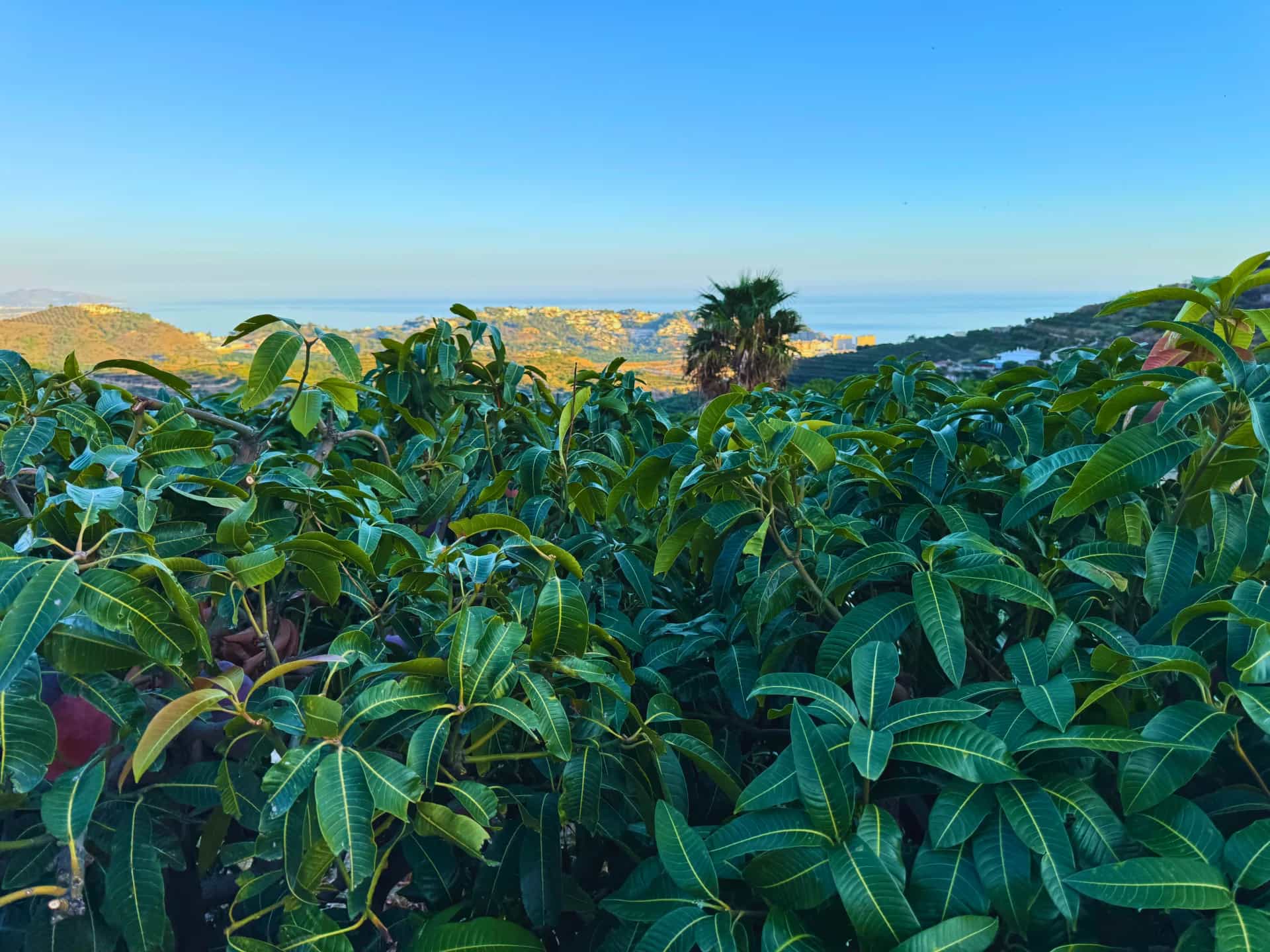 Hojas de mango con el mar Mediterráneo de fondo en la finca El Lucero