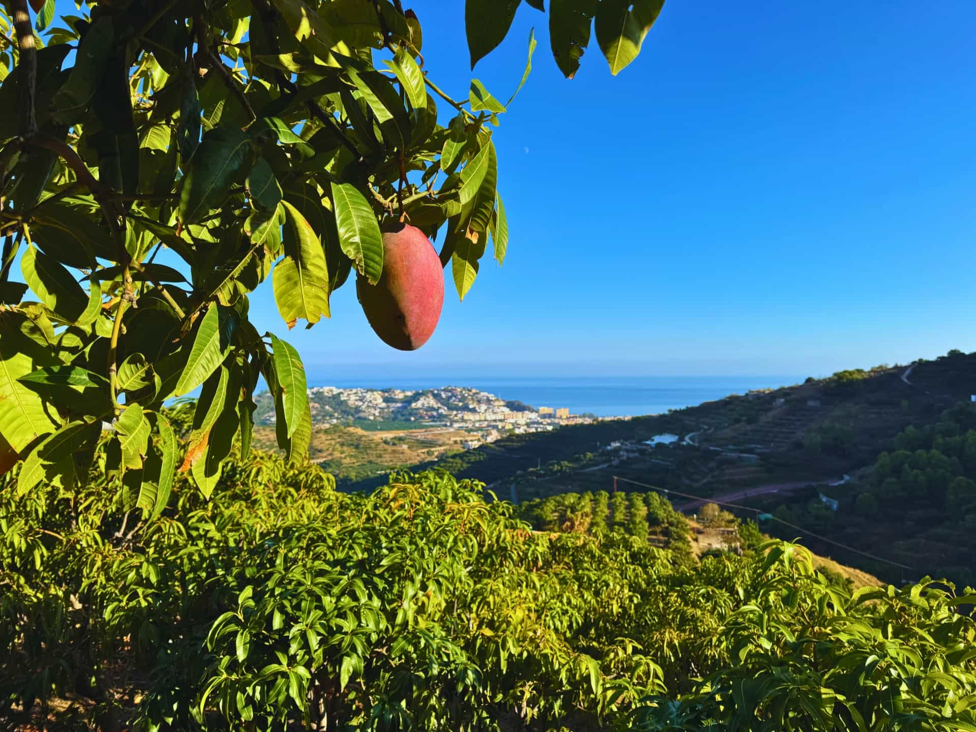 Finca de mangos en la Costa Tropical de Granada con vistas a la costa