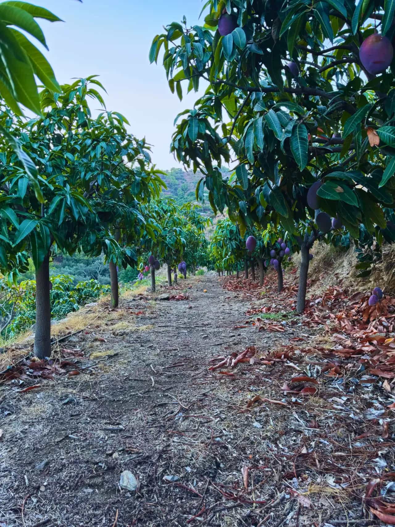 Hilera de árboles de mango en la finca El Lucero de Almuñécar