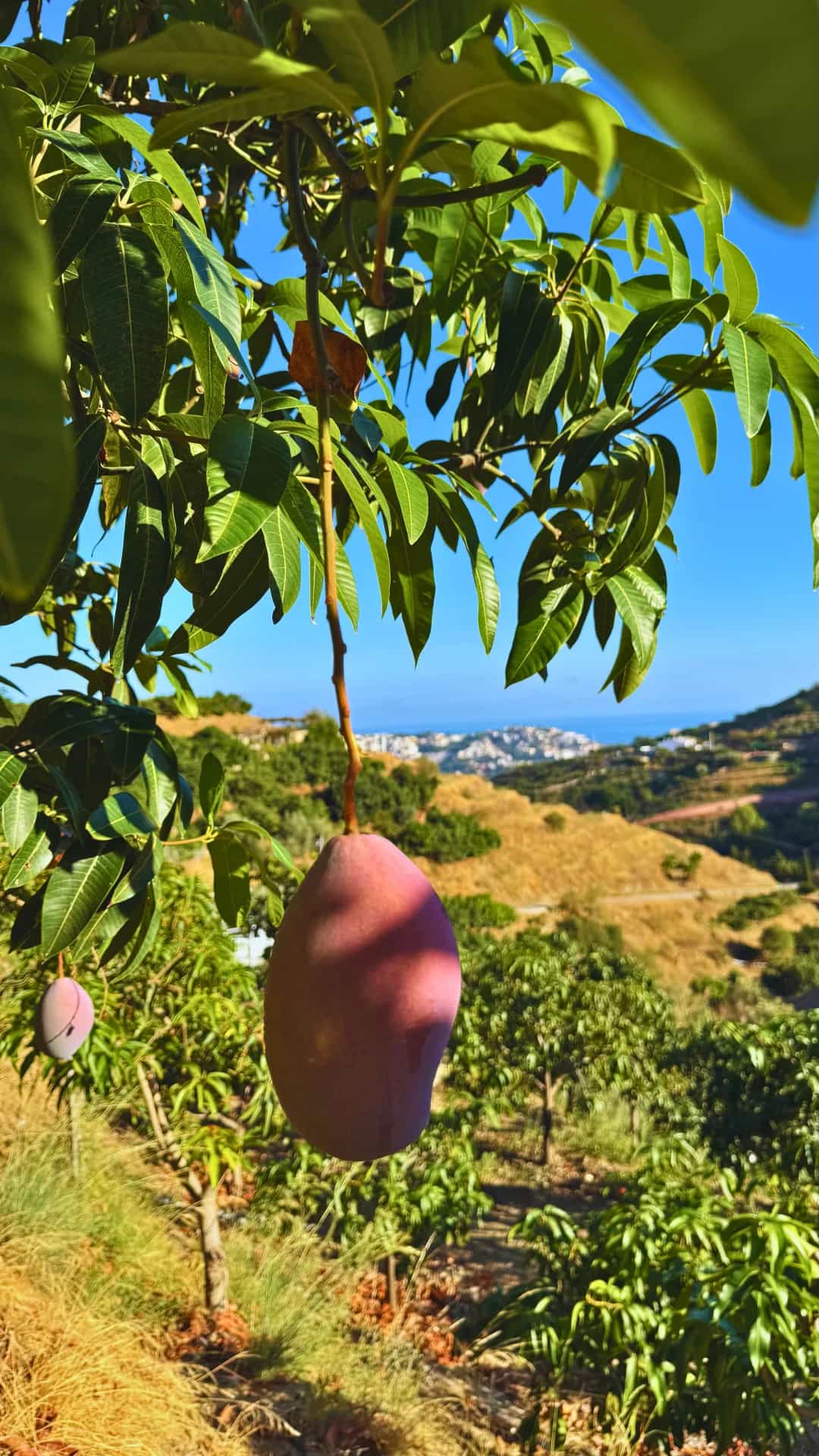 Mango Osteen colgando del árbol con vista al mar Mediterráneo