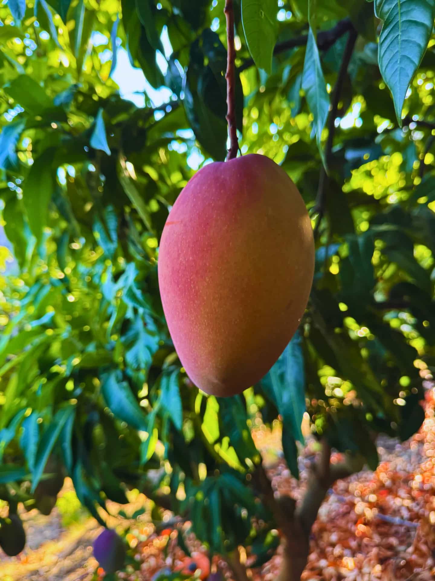 Mango Osteen maduro de color rojo en el árbol