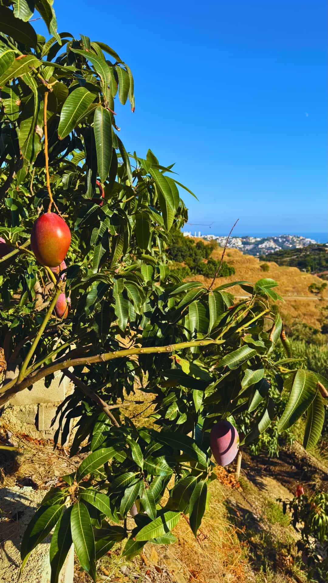 Mango Osteen rojo maduro con vista a la Costa Tropical de Granada
