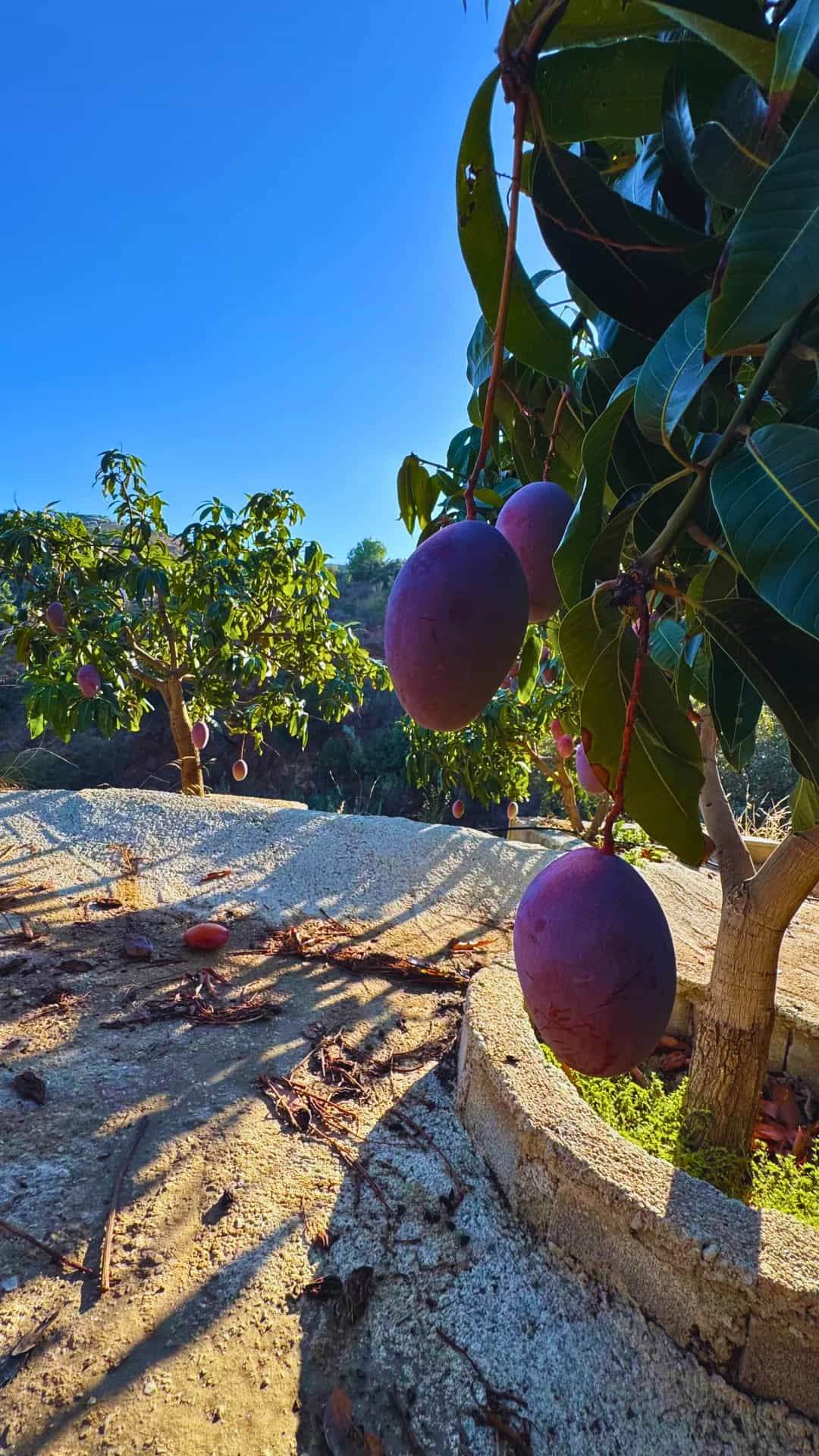 Mangos maduros junto al muro de piedra de la finca El Lucero