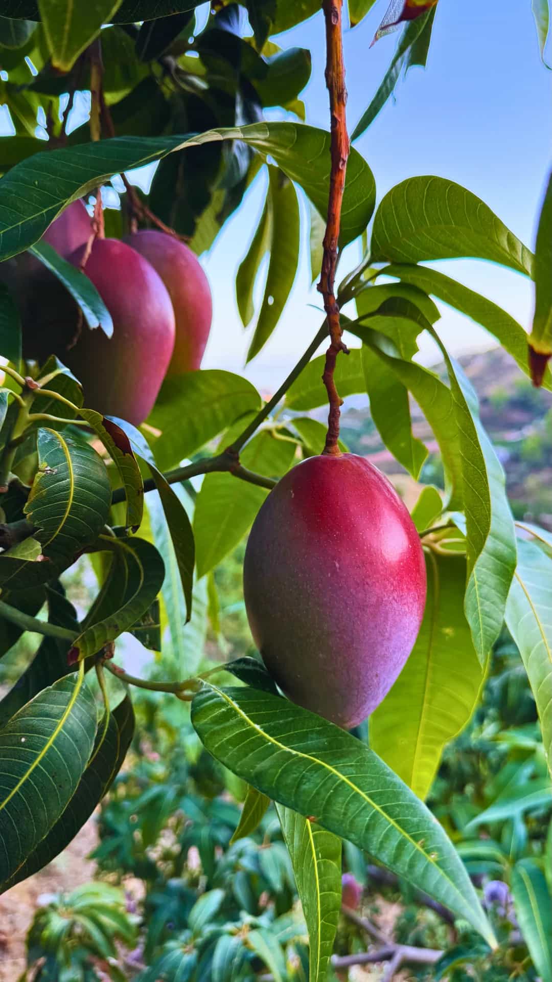 Mangos Osteen rojos maduros colgando en la rama del árbol