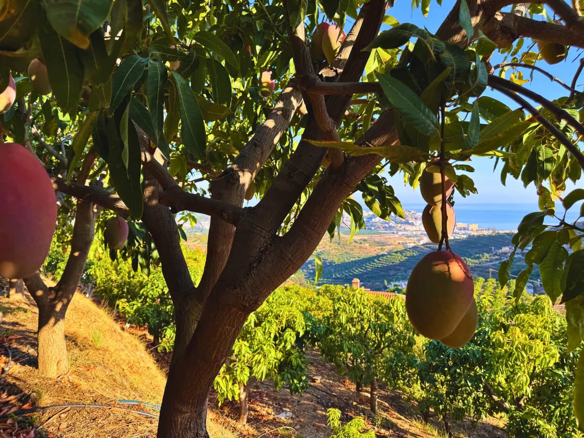 Mangos Osteen y tronco del árbol con vista al mar Mediterráneo