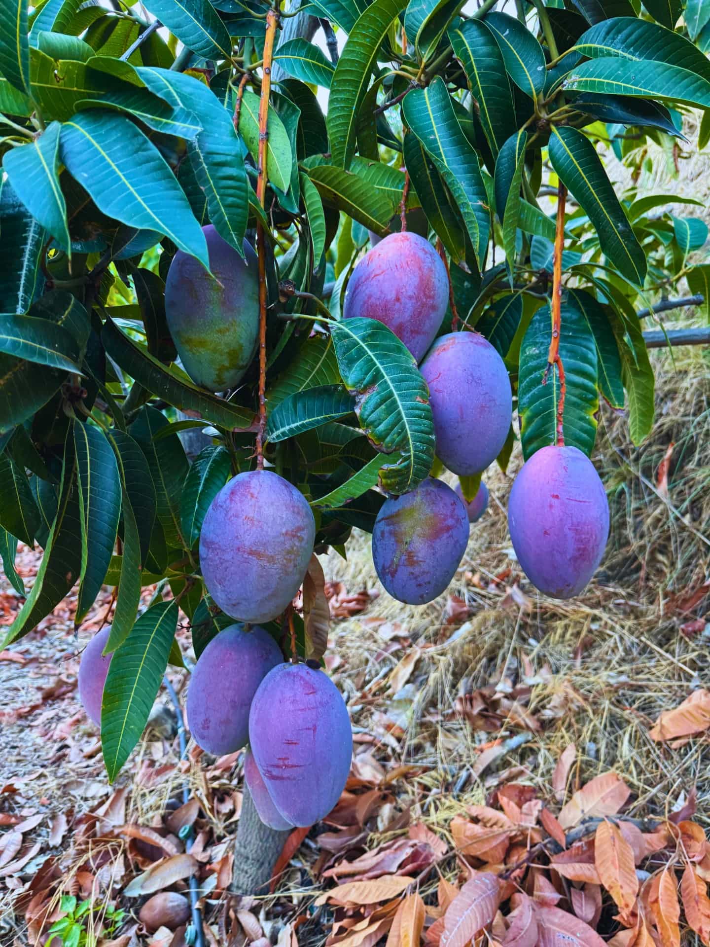 Racimo de mangos Osteen morados maduros en el árbol