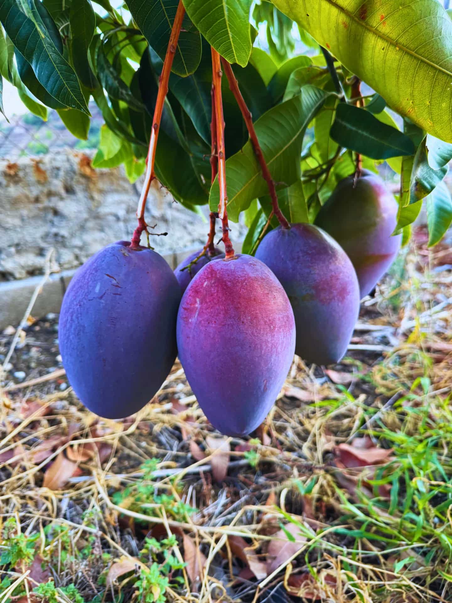 Racimo de mangos Osteen maduros en primer plano en el árbol