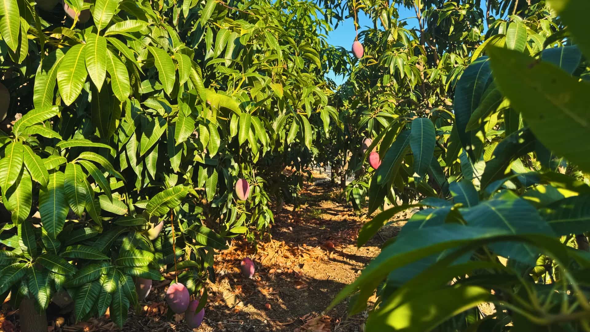 Túnel natural formado por árboles de mango en la finca El Lucero