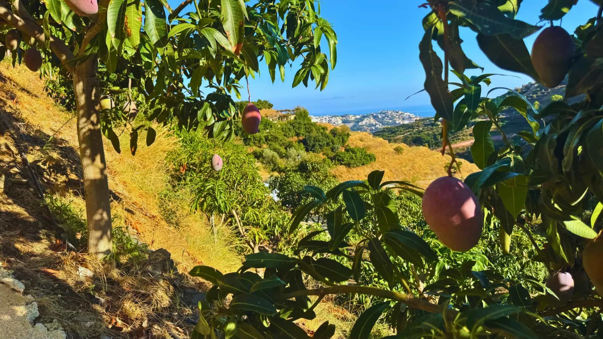 Vista panorámica de la Costa Tropical de Granada desde la finca El Lucero