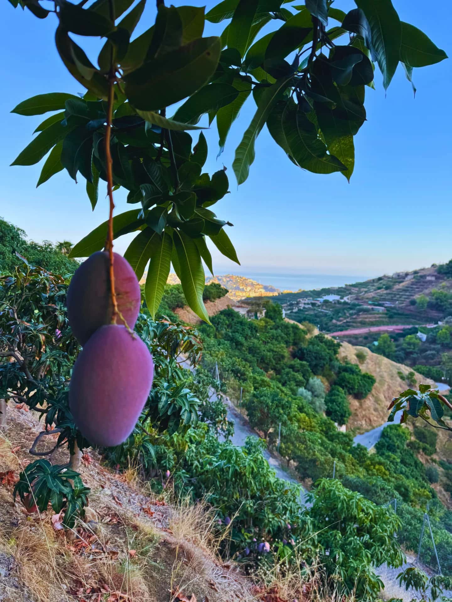 Mangos Osteen maduros colgando del árbol con vistas a la costa mediterránea