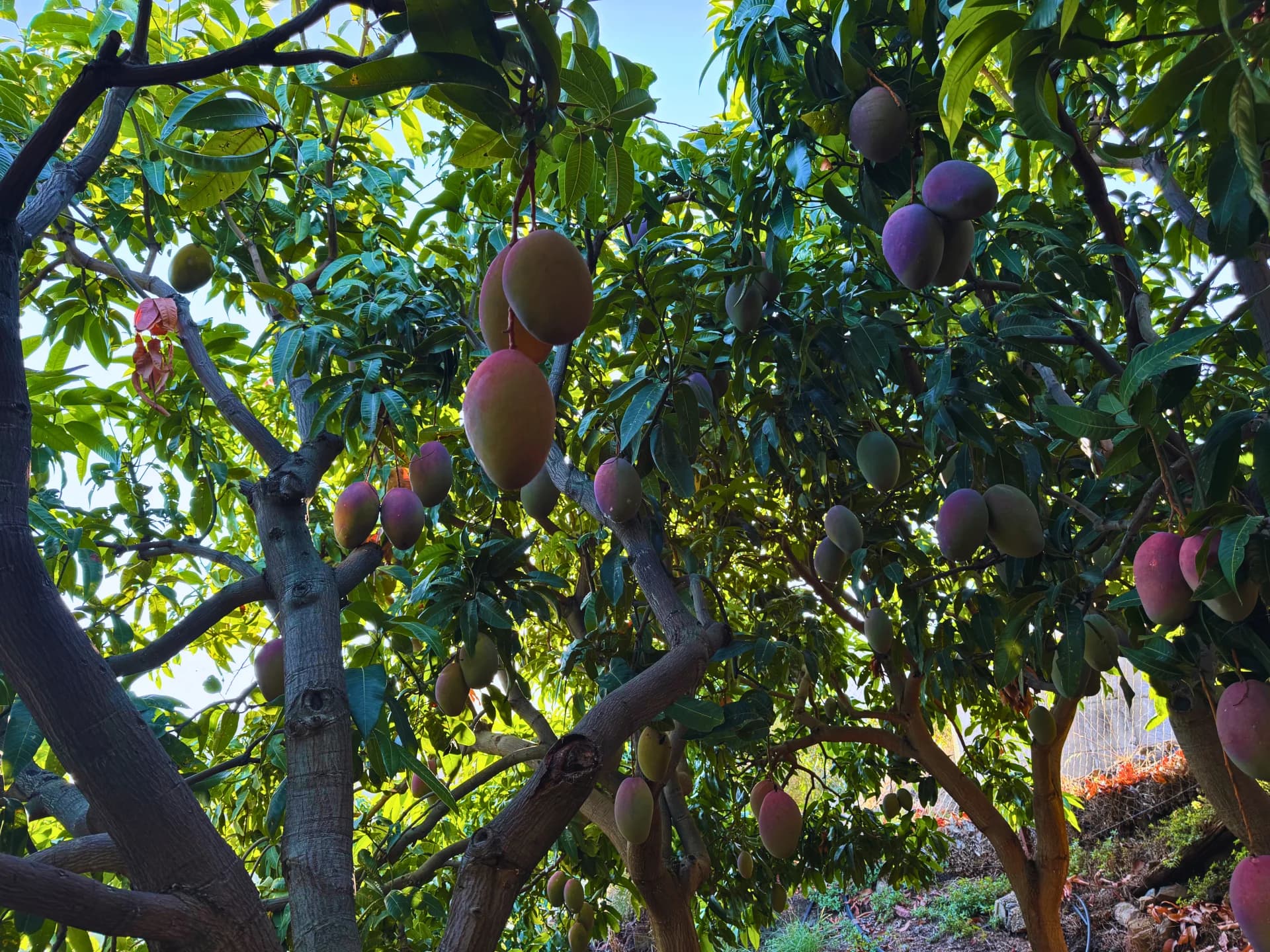 Árbol de mango cargado de frutos maduros durante la cosecha en la finca El Lucero