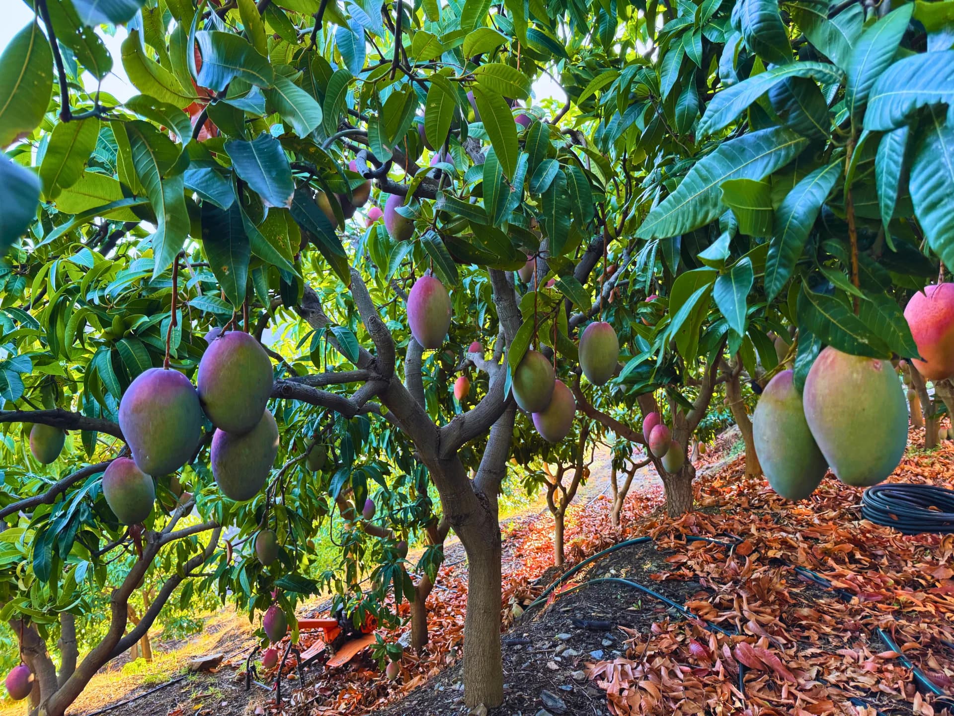 Árbol de mango cargado de frutos en abundante cosecha en la Costa Tropical