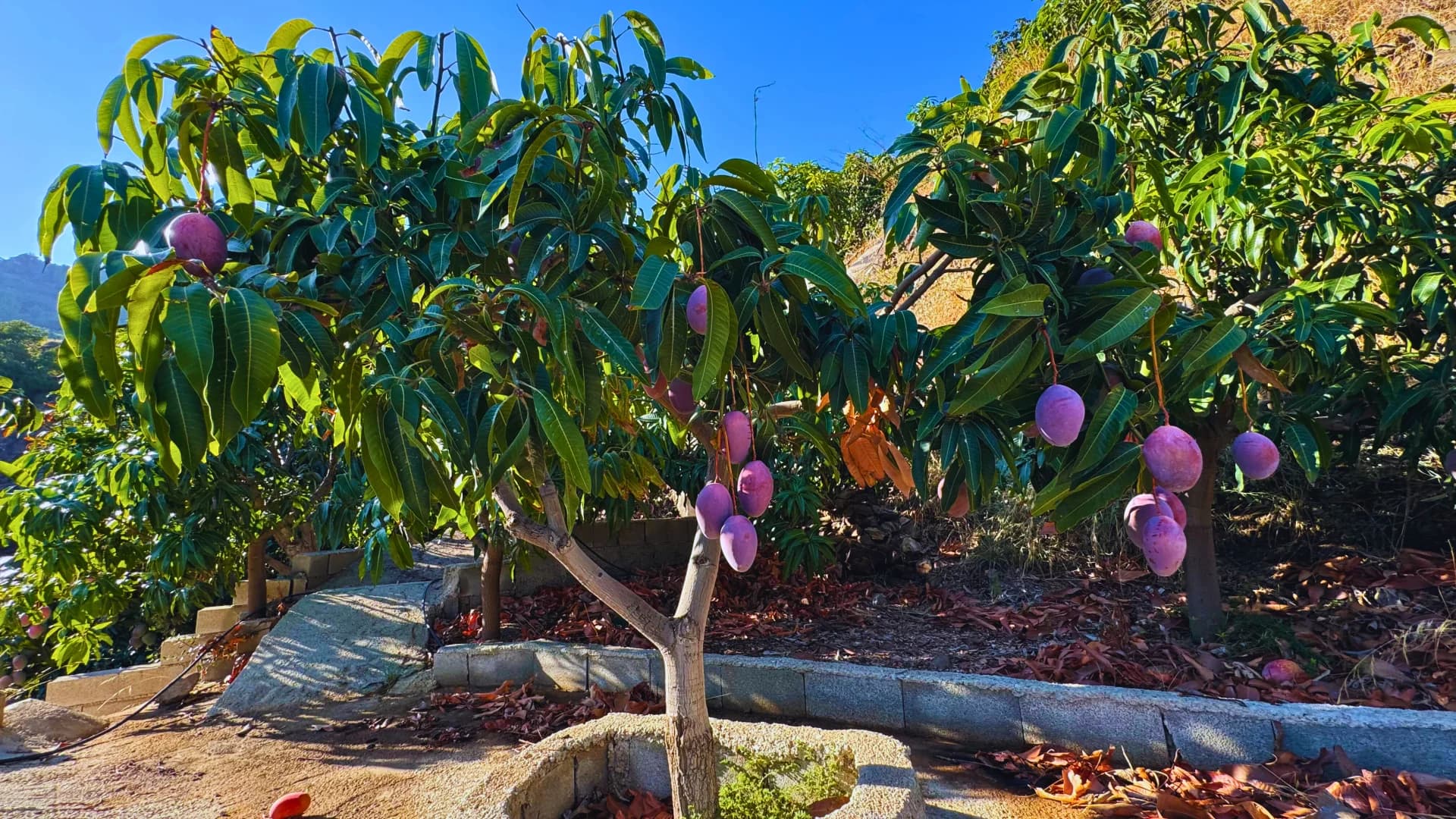 Árboles de mango cargados de frutos junto al sistema de riego de la finca