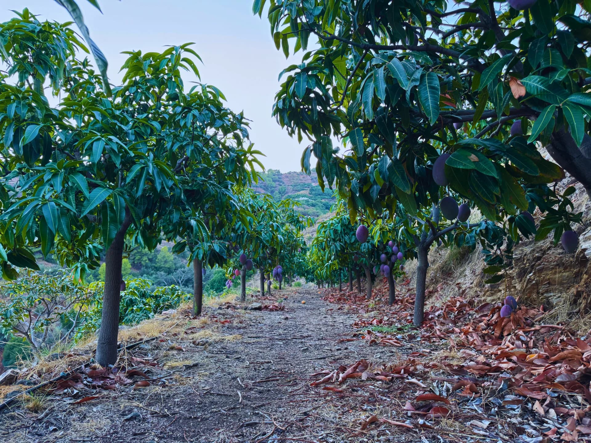 Camino entre árboles de mango en la finca El Lucero en Almuñécar, Granada
