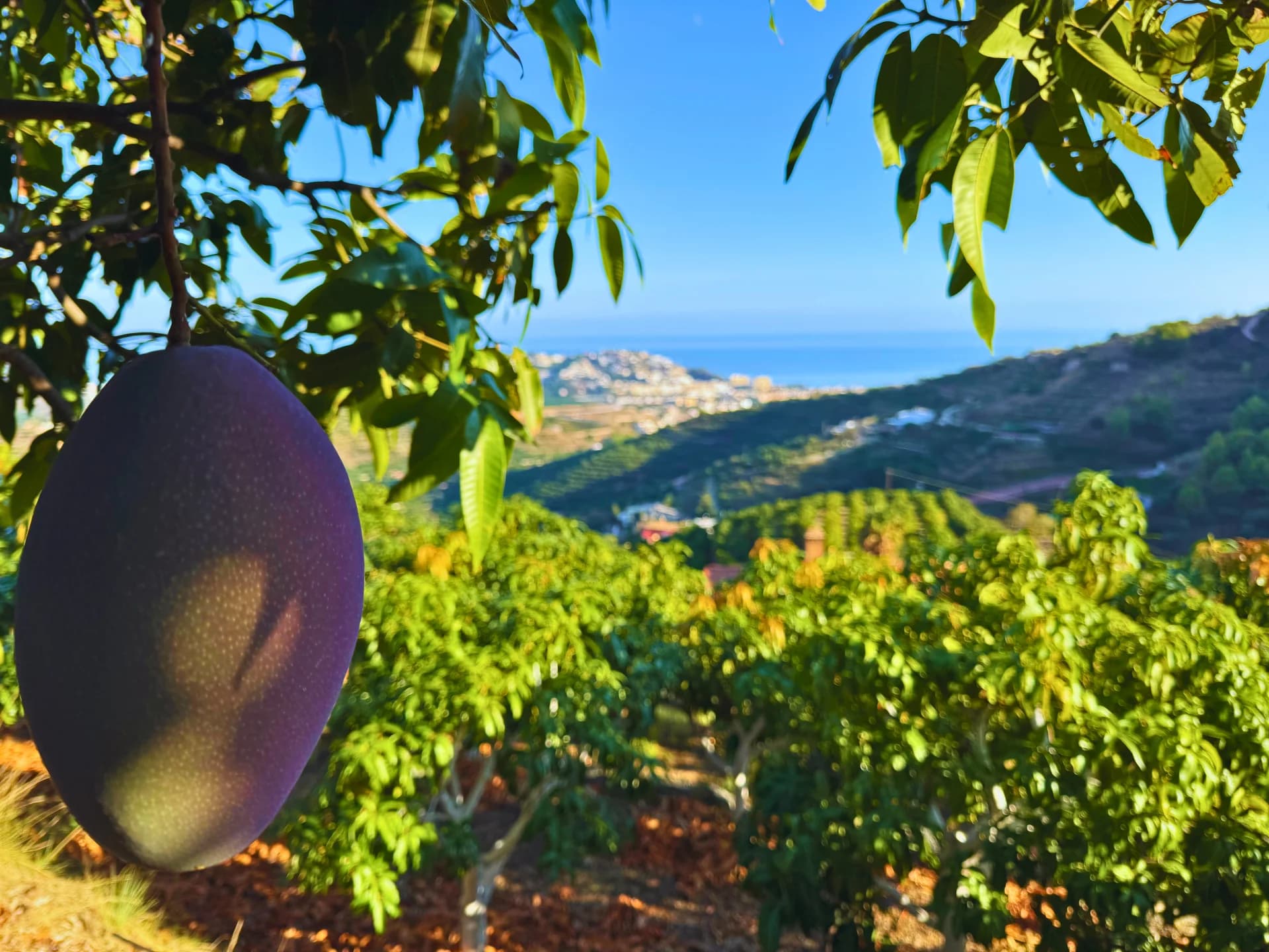 Finca de mango El Lucero con vista al mar Mediterráneo en la Costa Tropical de Granada