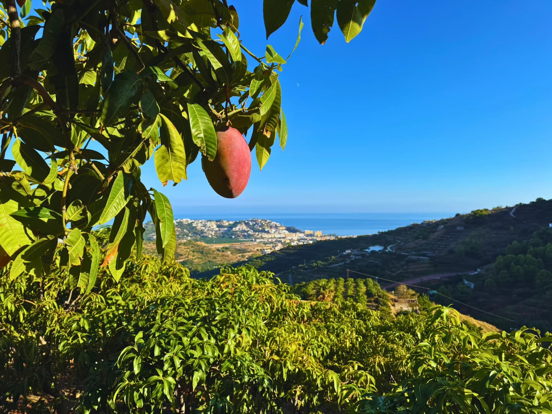 Finca de mangos en la Costa Tropical de Granada con vistas a la costa