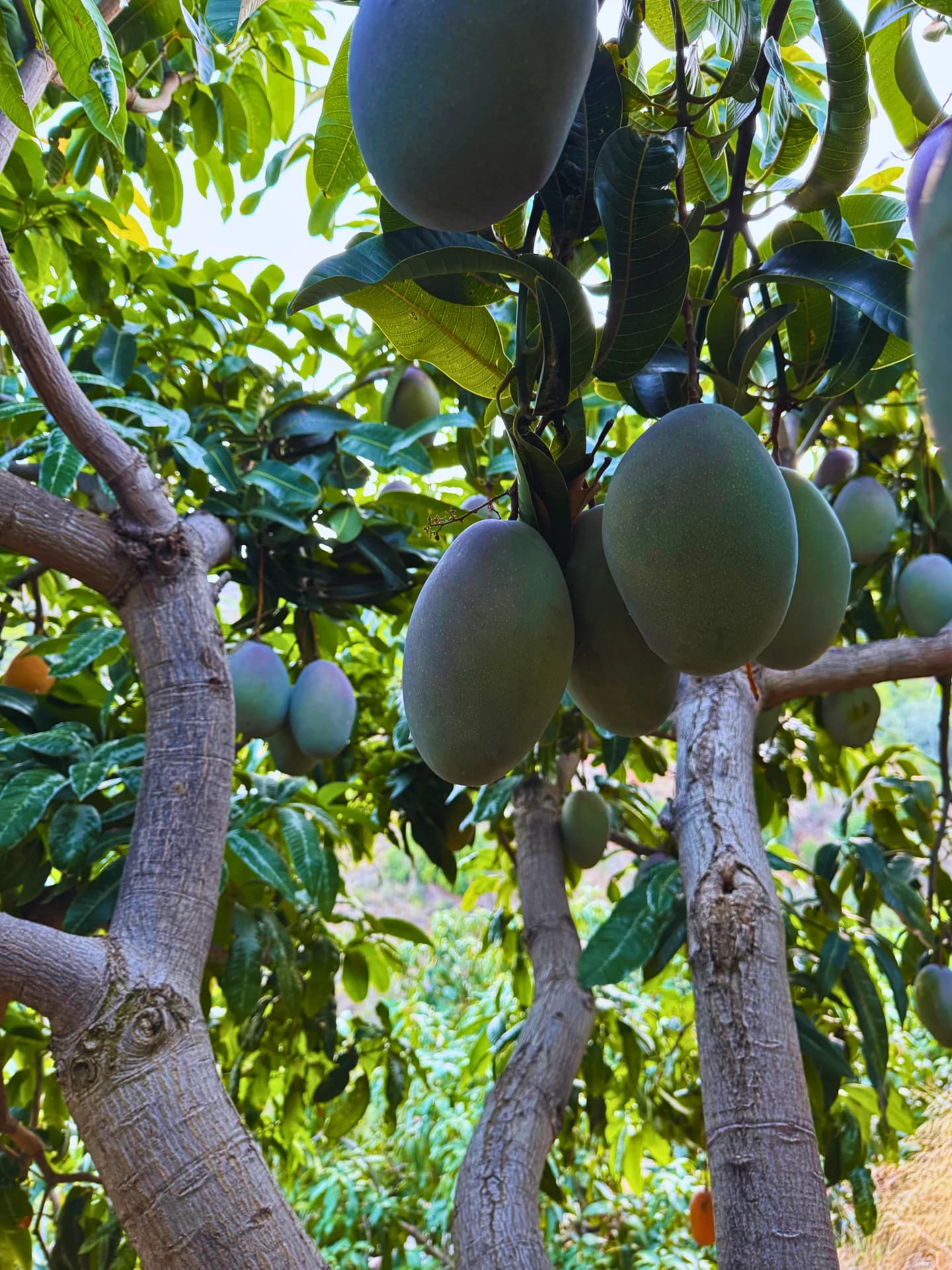 Mangos Keitt grandes madurando en el árbol de la Costa Tropical