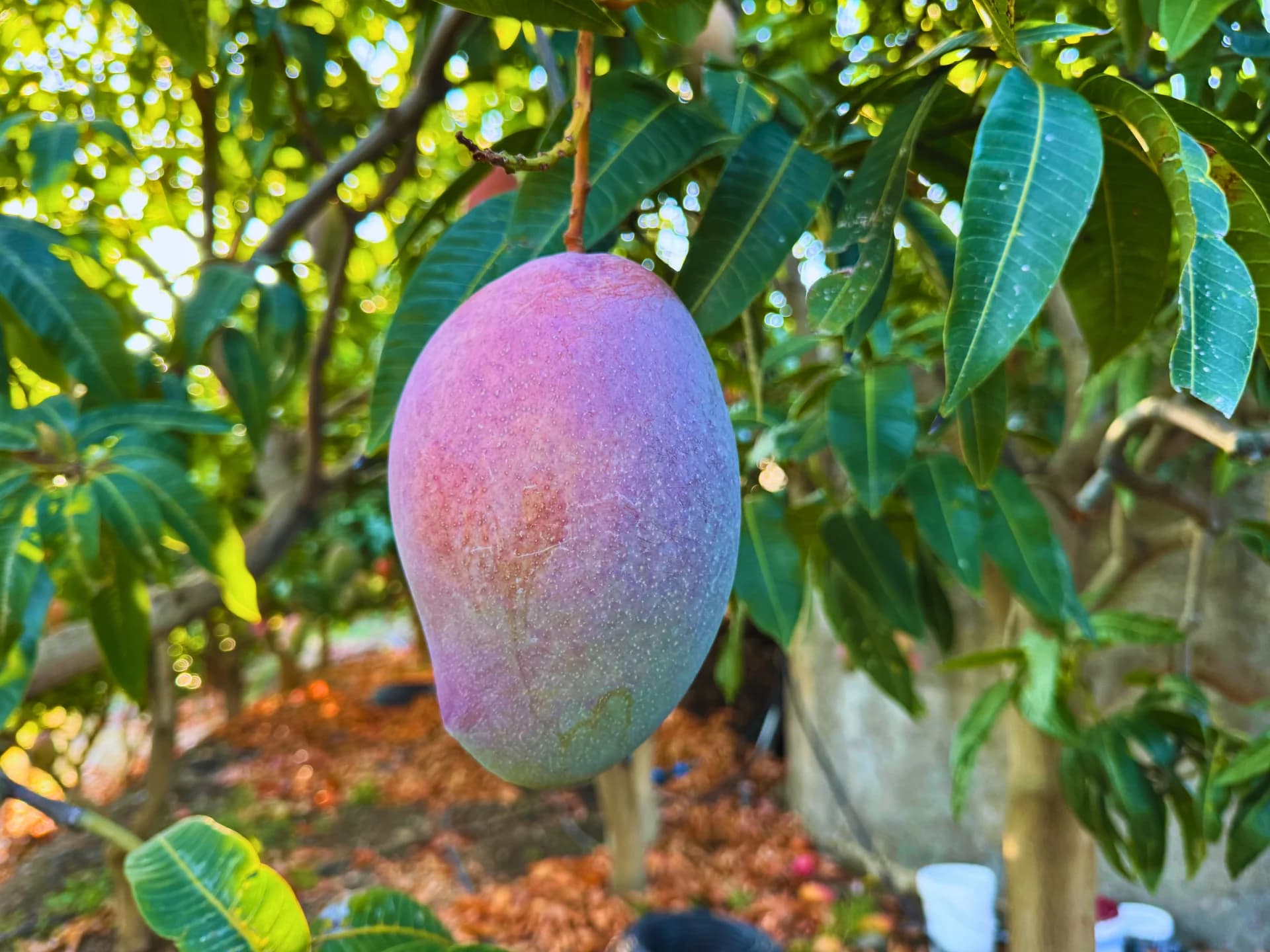 Mango Osteen maduro en primer plano colgando del árbol