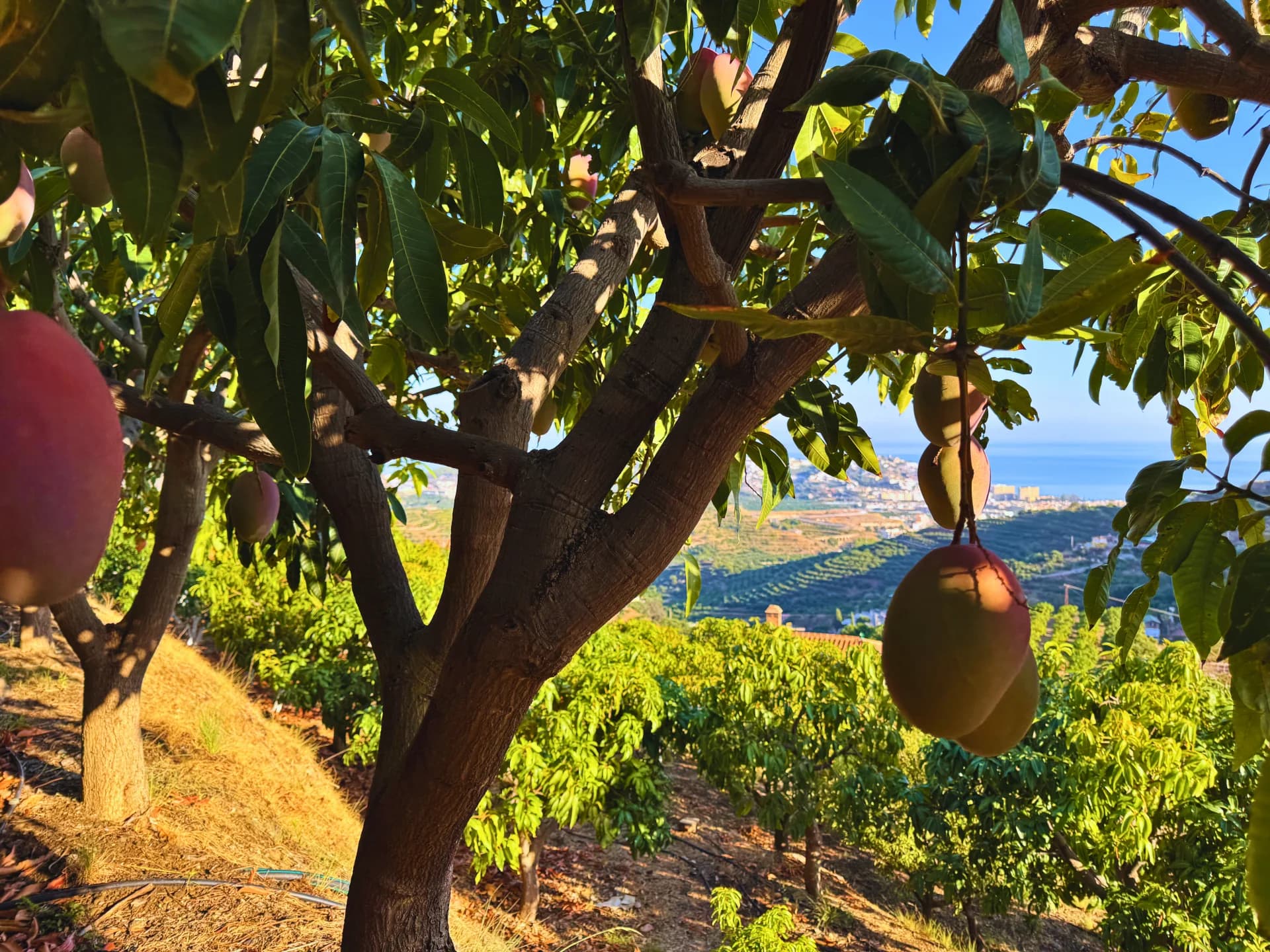 Mangos Osteen y tronco del árbol con vista al mar Mediterráneo
