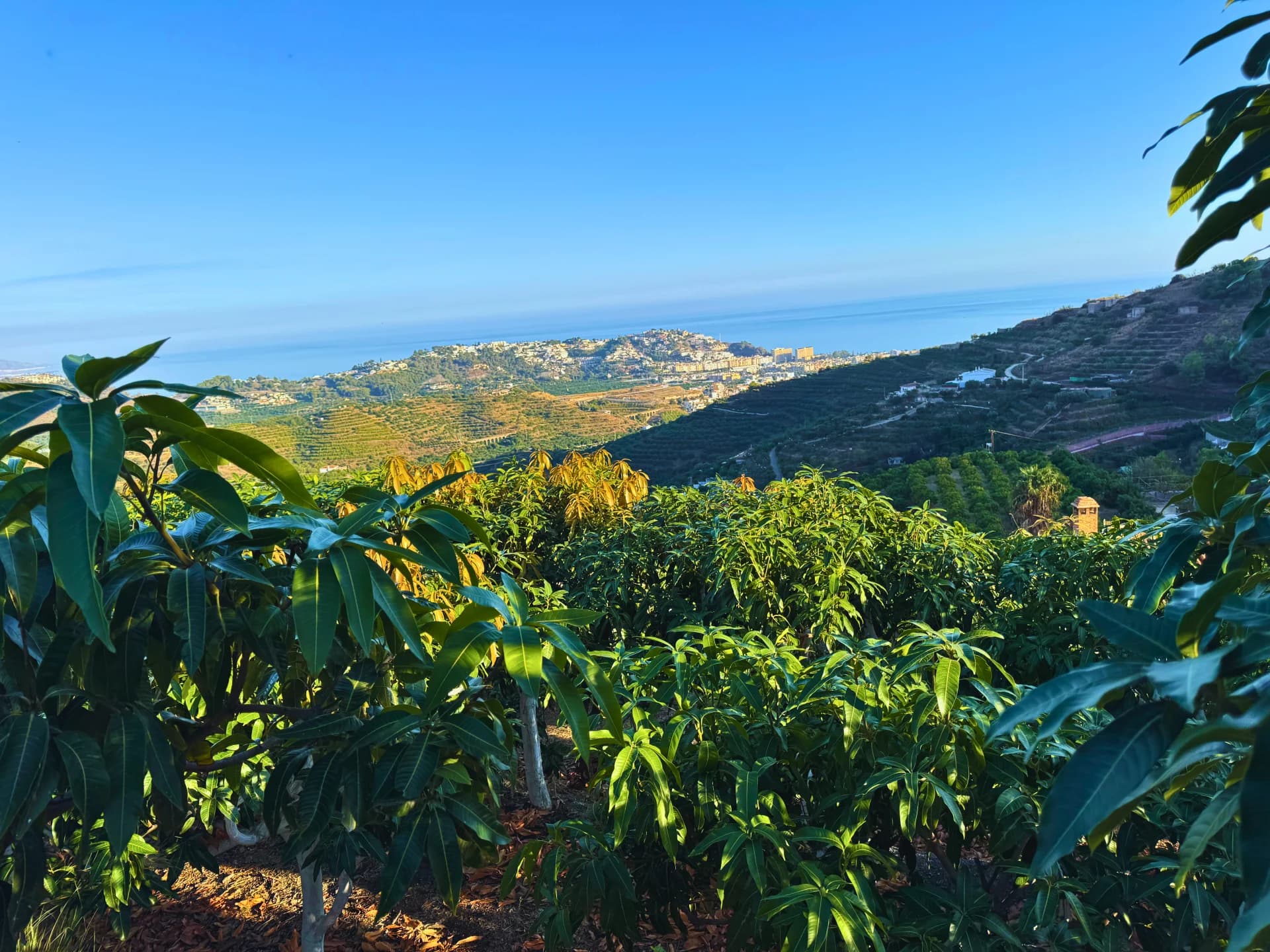 Vista panorámica de la finca El Lucero con árboles de mango y el mar Mediterráneo al fondo