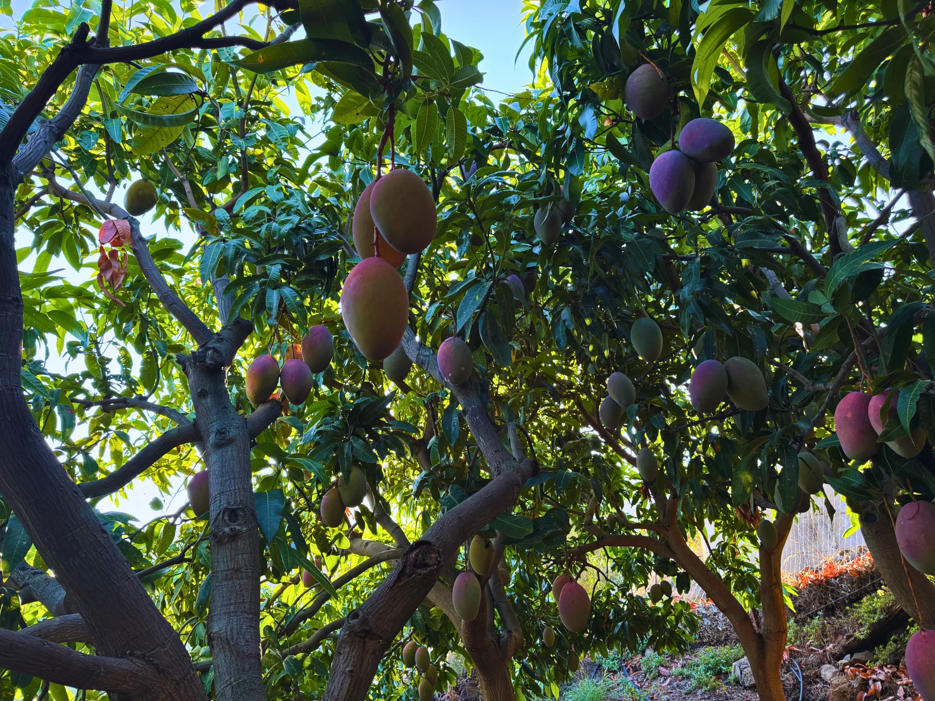 Árbol de mango Osteen cargado de frutos maduros durante la temporada de cosecha en la finca El Lucero