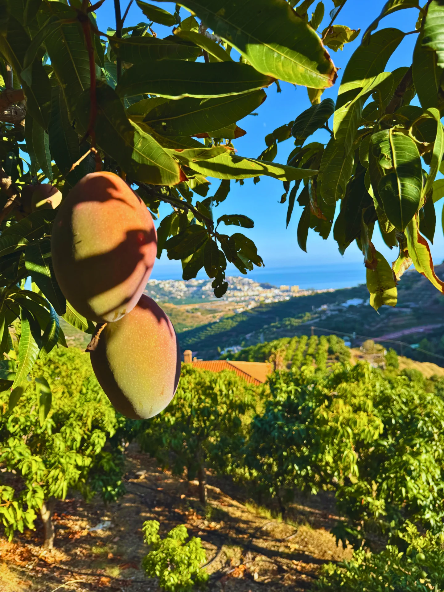 Dos mangos Osteen colgando del árbol, ingredientes principales de la ensalada fresca con aguacate y gambas