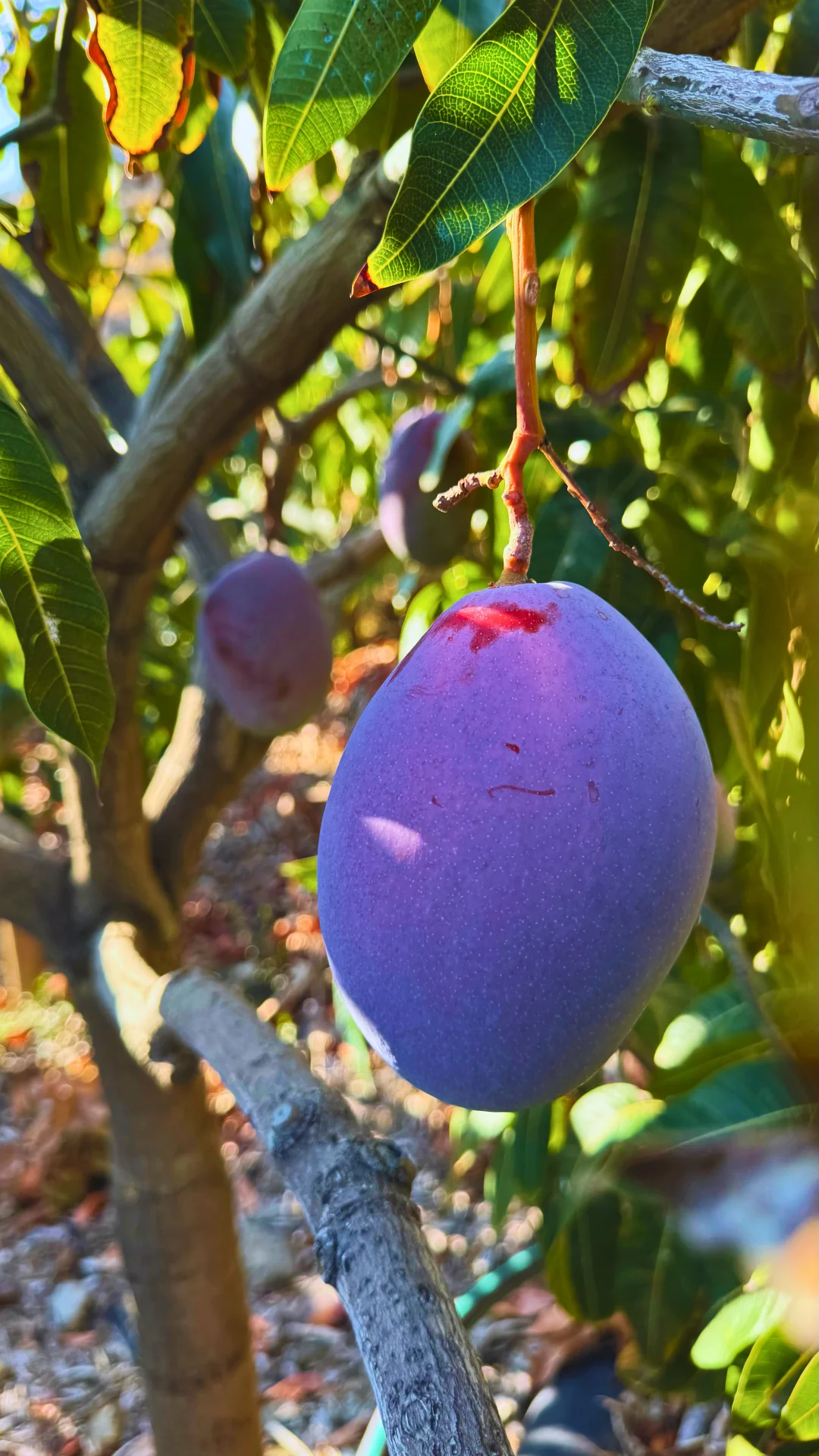 Mango Osteen con piel púrpura intenso listo para ser cortado con técnica del erizo