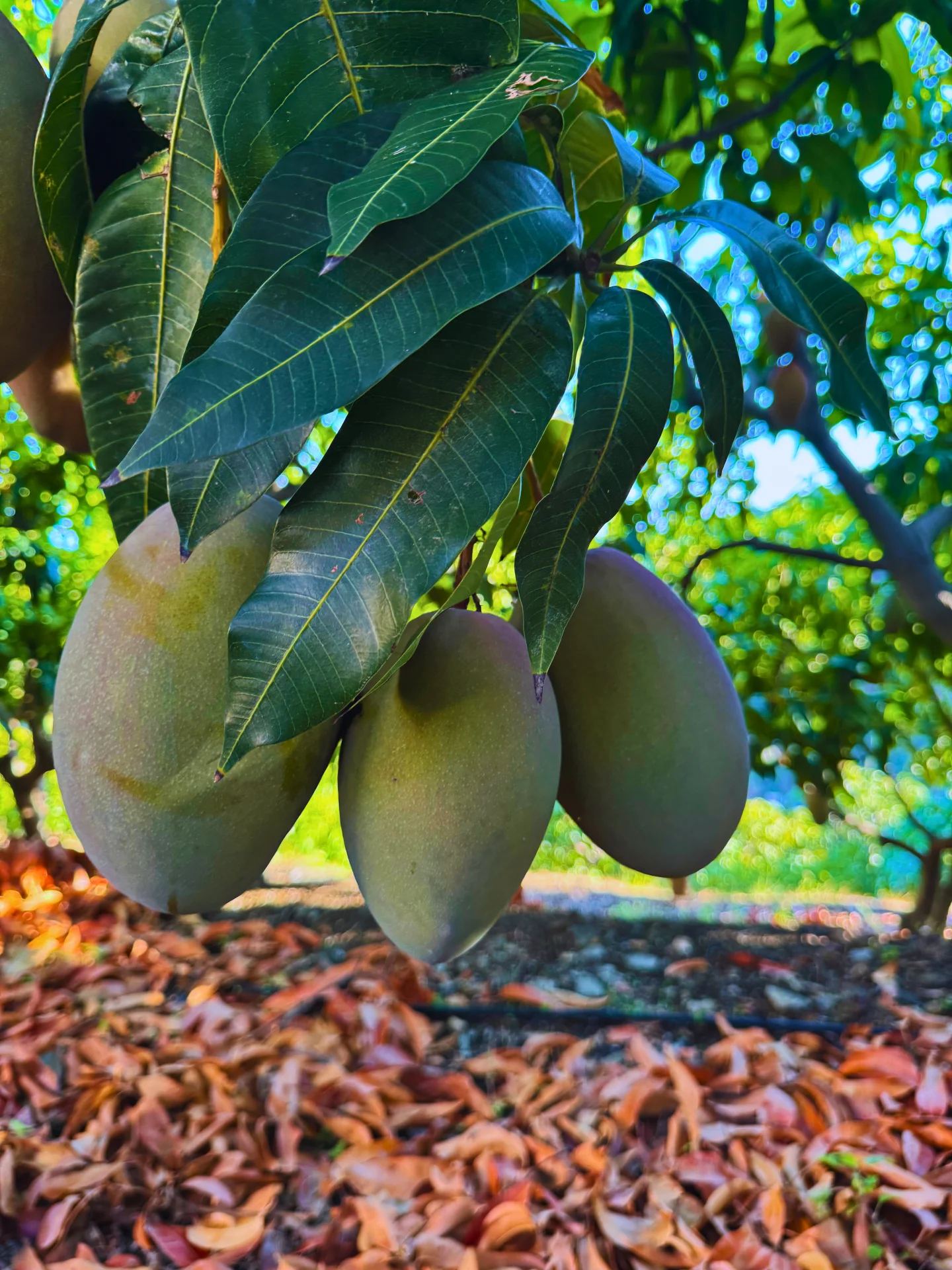 Mangos Keitt verdes y maduros en el árbol, ideales para hacer chutney casero