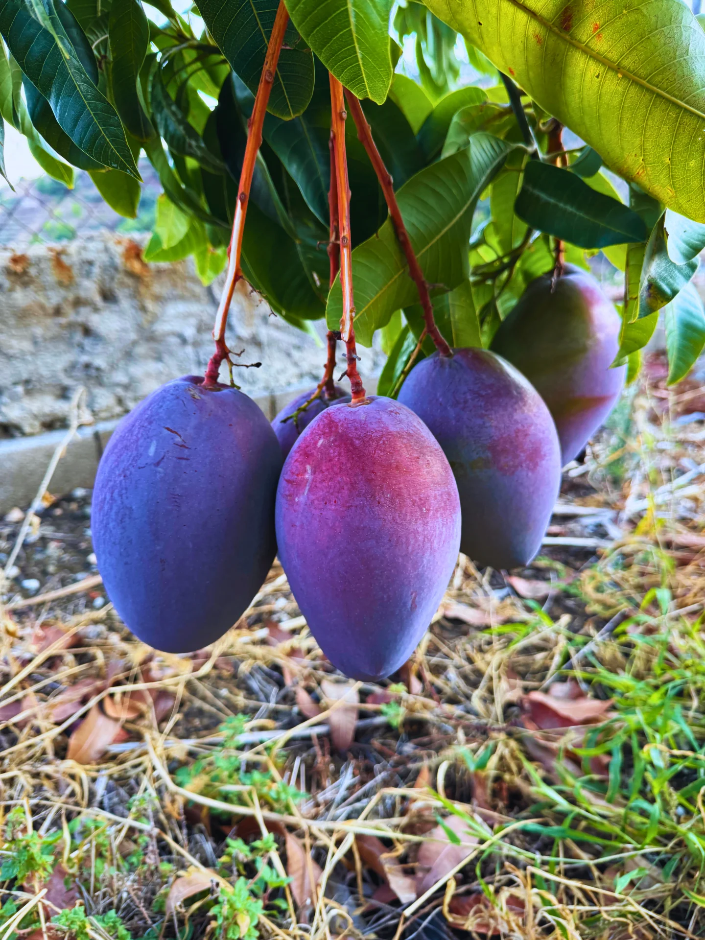 Racimo de mangos Osteen muy maduros en primer plano, ideales para batidos