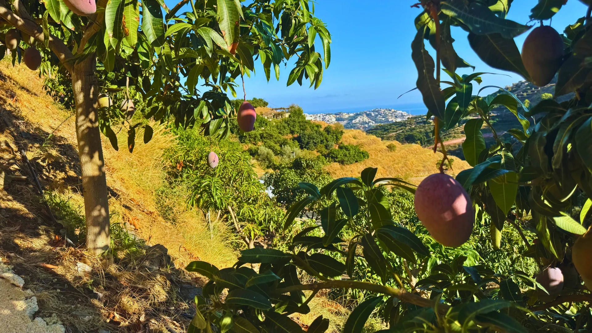 Vista panorámica de la finca El Lucero con mangos en primer plano y mar Mediterráneo al fondo, Costa Tropical de Granada