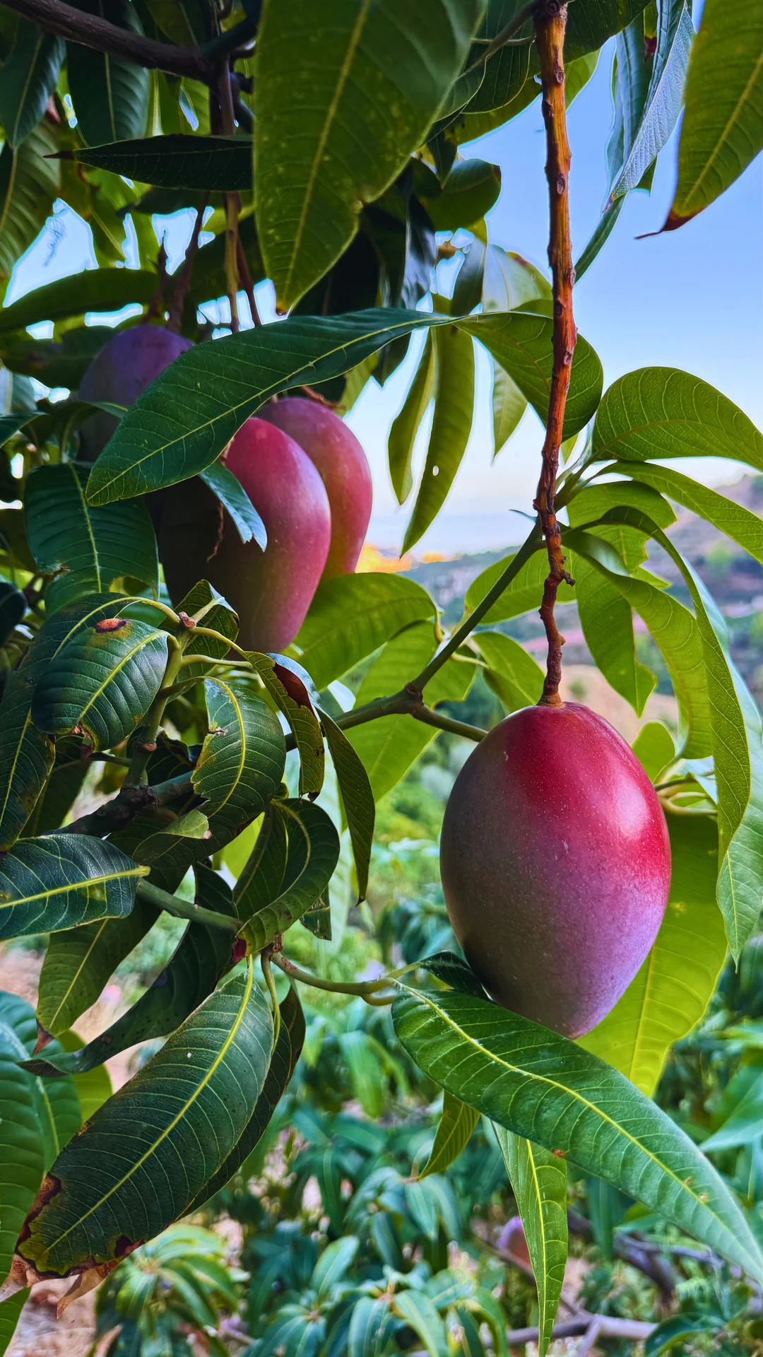 Mangos Osteen rojos y maduros en primer plano, ricos en vitaminas y antioxidantes